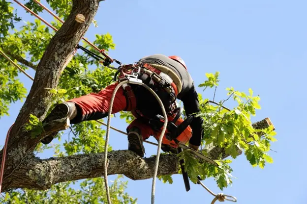 Service d'élagage d arbre dans 78