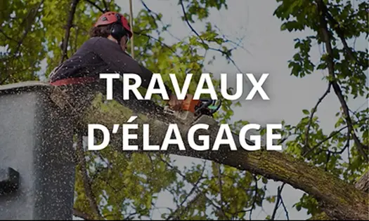 Services d'élagage 78