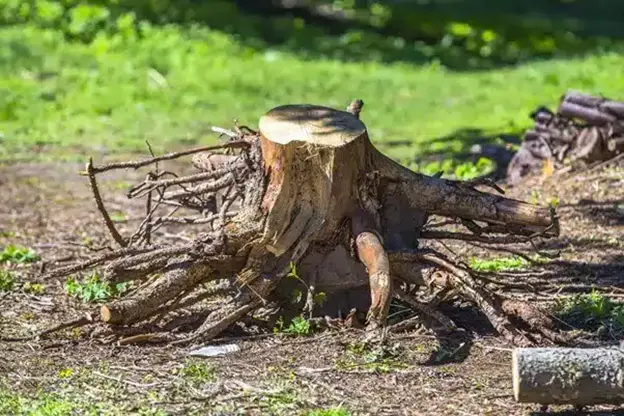 Service de dessouchage d 'arbre et de racine de plante à Domont