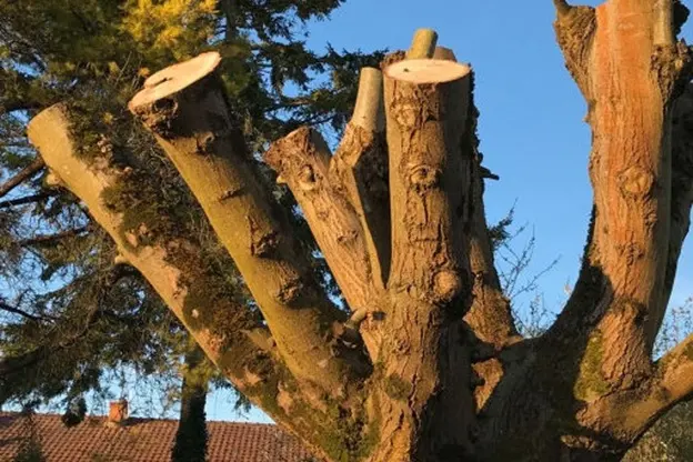 Service d étêtage d'arbre à Domont