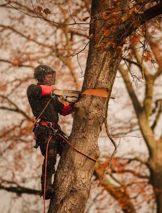Travaux d'élagage et d'abattage d'arbre par LP Élagage 95 dans le Val d'Oise